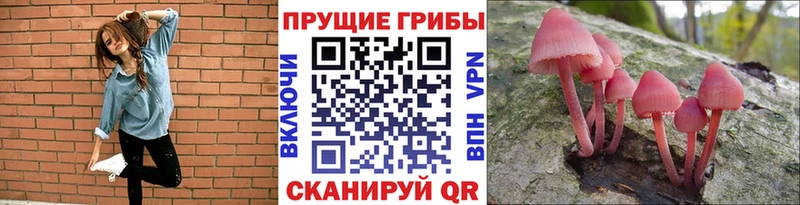 Галлюциногенные грибы Psilocybe  Купить где  Печора 